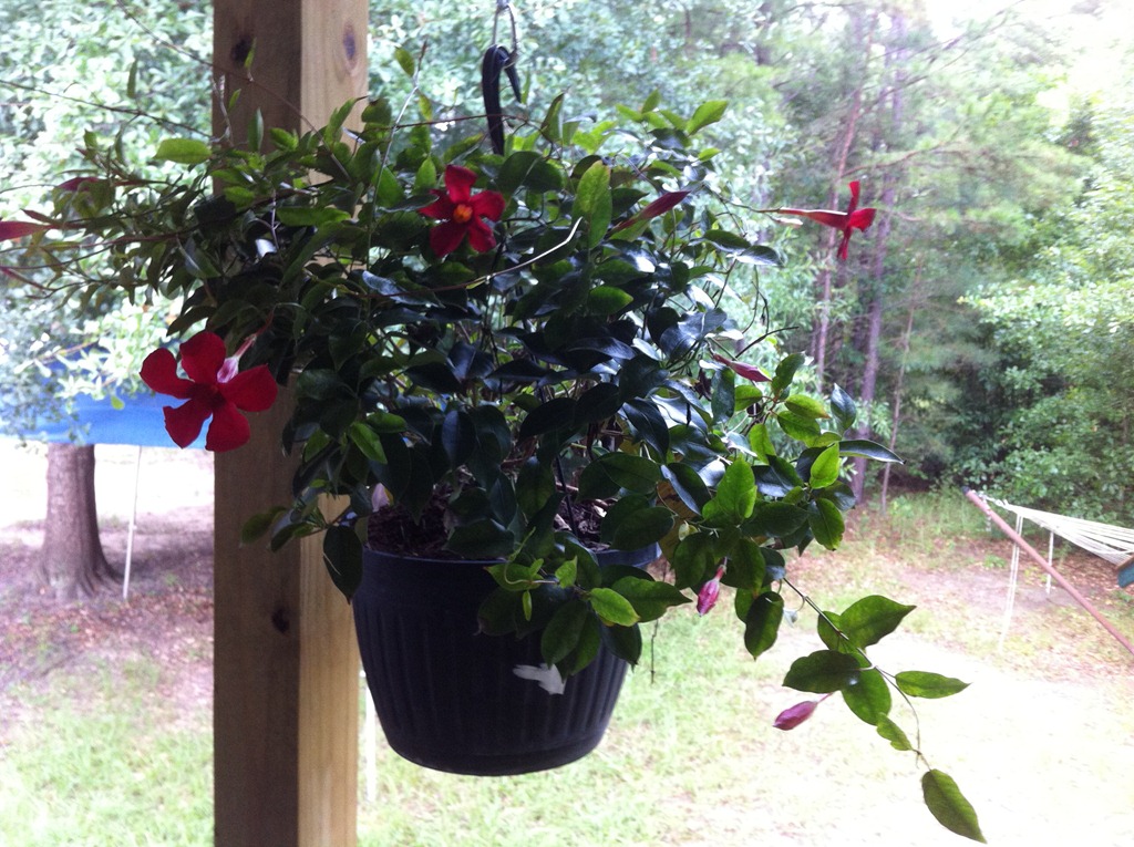 [deck%2520flowers%255B4%255D.jpg]