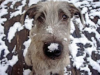 Snowflakes that stay on my nose...

Madigan - Addison, IL