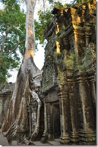 Cambodia Angkor Ta Prohm 131226_0517