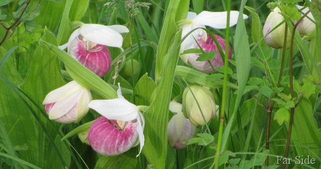 [Minnesotas%2520State%2520Flower%255B9%255D.jpg]
