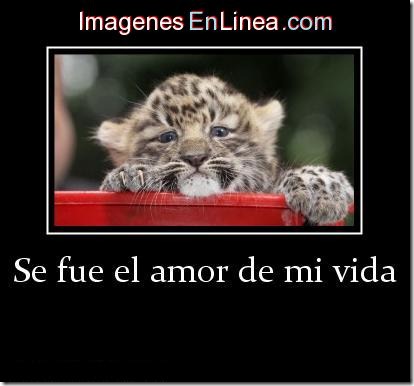 amor de mi vida (24) amor de mi vida (24)