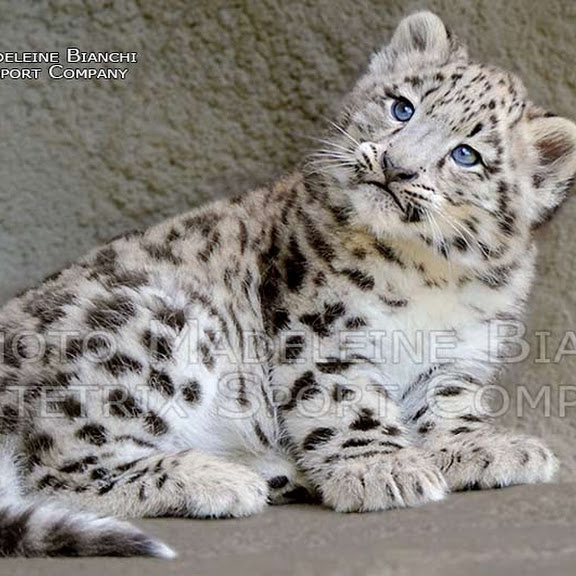 SNOW LEOPARD PHOTO SHOW