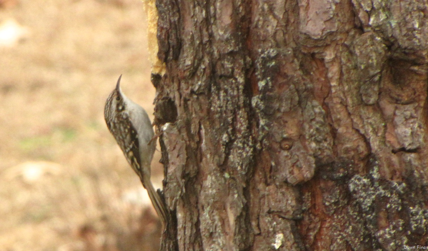 [Feeder%2520birds_018%255B4%255D.jpg]