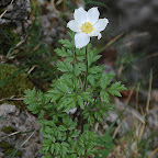 2013 05 21  medve szurdok (122).jpg