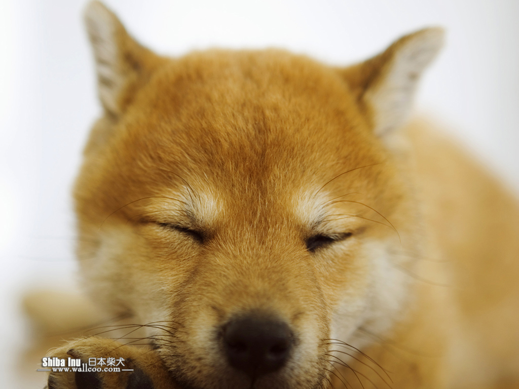 画像 かわいい癒される 柴犬 Shiba Inu Pcデスクトップ壁紙 Iphoneスマホ壁紙 Naver まとめ