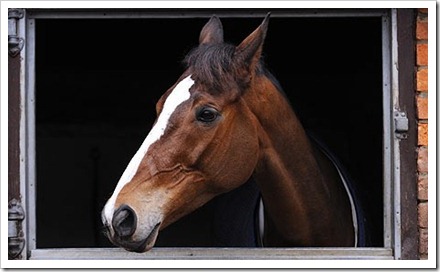 Kauto photograph Tom Jenkins