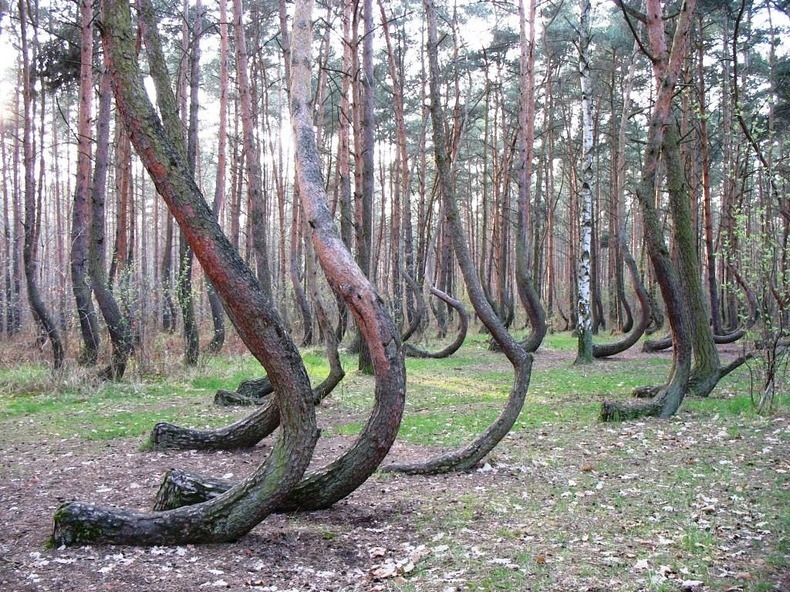 crooked-forest-4