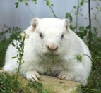 Wiarton Willie