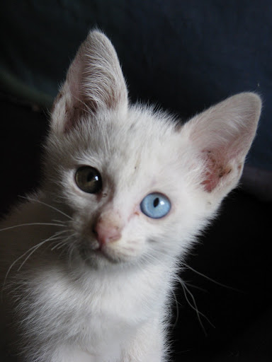 Khao Manee Kittens