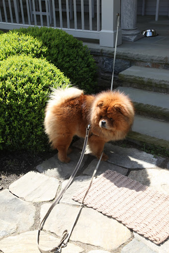 Aw, this isn't fair.  The sun is out and I want to go out for a run!  Instead, I'm stuck on this leash.  Wait, is that Francesca and Sharkey?