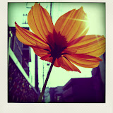Poladroid