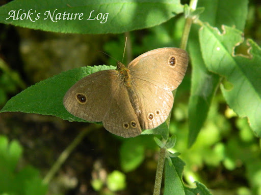 Nymphalidae%25252c%252520ypthima%252520sakra%25252c%252520himalayan%252520five-ring