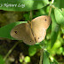 Nymphalidae%25252c%252520ypthima%252520sakra%25252c%252520himalayan%252520five-ring