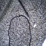 elodea02.jpg