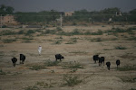 Bishnoi Village_Jodpur, India 065.JPG
