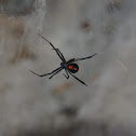 Black Widow Spider