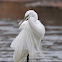 Egret
