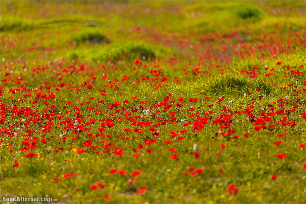 () - LookAtIsrael.com - | Red South festival of anemones in Negev | דרום אדום - קלניות בבארי () - LookAtIsrael.com - | Red South festival of anemones in Negev | דרום אדום - קלניות בבארי