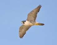peregrine.jpg peregrine falcon