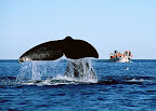 Avistaje de Ballenas Cerca de Puerto Madryn Península Valdes Slideshow