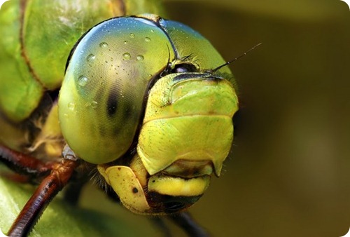 amazzonia insetti3