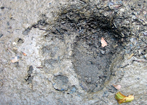 Šapa / Bear paw
