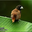 Chestnut Munia-01 .jpg