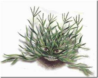 crabgrass