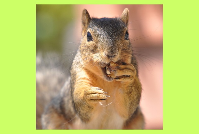 [squirrel-nuts%255B1%255D%255B3%255D.jpg]