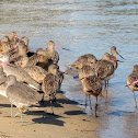 Marbled Godwit