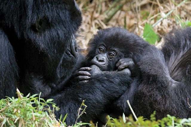 [gorilla%2520di%2520montagna%255B5%255D.jpg]
