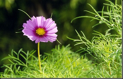flor
