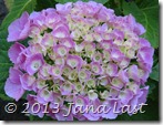 IMG_0481 IMG_0481