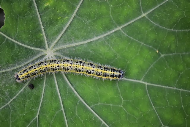 [The%2520Caterpillar%2520of%2520The%2520Large%2520White%2520Butterfly%2520-%2520The%2520Cabbage%2520White%2520Butterfly%2520-%2520The%2520English%2520Fairy%2520Butterfly%2520-%255B2%255D.jpg]