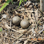DSCN9546.JPG