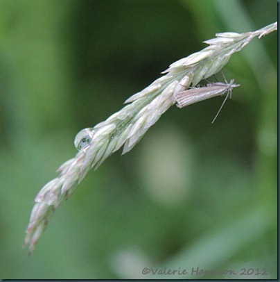 Agriphila straminella