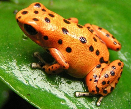 orange-frog