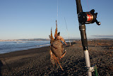 Paddle crab