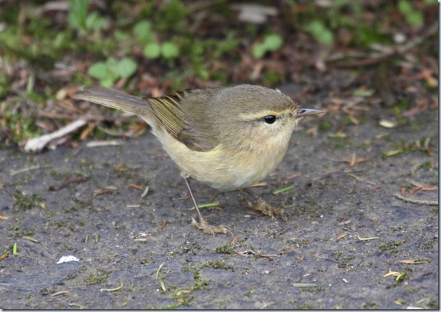 canary_islands_chiffchaff2