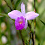 Orchidée