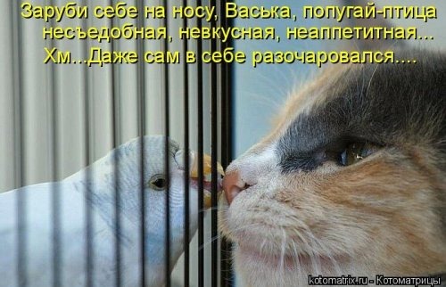[1291350750_kotomatritsa-1%255B3%255D.jpg]