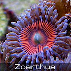 zoanthus-armor.jpg