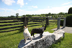 It conveniently has a step up, making it easy to mount and dismount the horses.