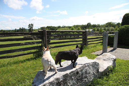 It conveniently has a step up, making it easy to mount and dismount the horses.