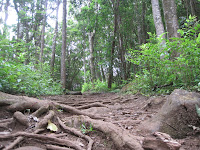 Waihe'e Ridge Trail