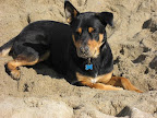Buddy: 