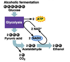 Alcohol fermentation Alcohol fermentation