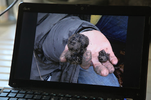 Some of those truffles are huge and can fetch around $50 an ounce!  We could be millionaires in no time!