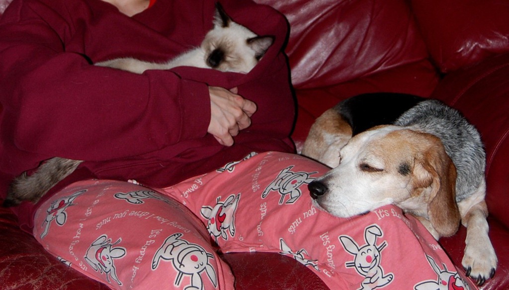 [catdogcouch59.jpg]