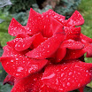 DSCF1157.jpg